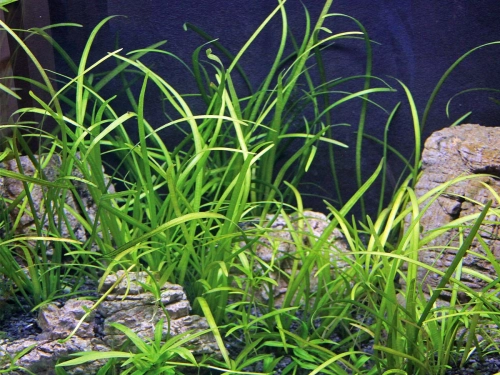 Sagittaria subulata var. pusilla - Zwergpfeilkraut